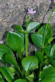 Attēlu rezultāti vaicājumam “Claytonia sibirica”