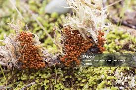 Attēlu rezultāti vaicājumam “Leocarpus fragilis”