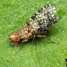 Attēlu rezultāti vaicājumam “Trypetoptera punctulata”