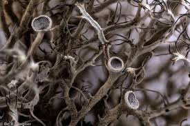 Attēlu rezultāti vaicājumam “Anaptychia ciliaris”