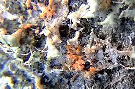 Attēlu rezultāti vaicājumam “Erythricium aurantiacum”