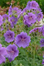 Attēlu rezultāti vaicājumam “Geraniaceae”