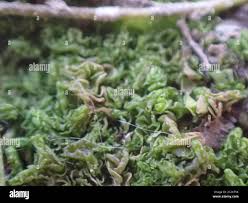 Attēlu rezultāti vaicājumam “Fossombronia wondraczekii”