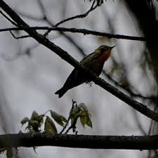 Image result for Dendroica fusca