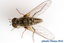 Attēlu rezultāti vaicājumam “Bombyliidae”