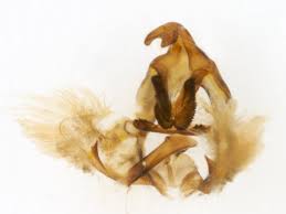 Attēlu rezultāti vaicājumam “Aphelia viburniana”