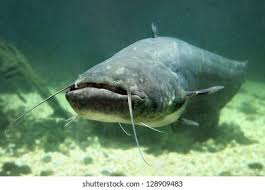 Image result for Silurus glanis