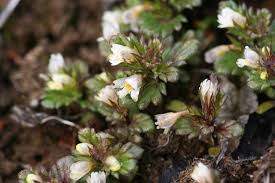 Attēlu rezultāti vaicājumam “Euphrasia”