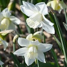 Attēlu rezultāti vaicājumam “Narcissus leaf”