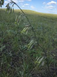 Attēlu rezultāti vaicājumam “Silene chlorantha”