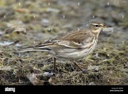 Image result for Anthus spinoletta
