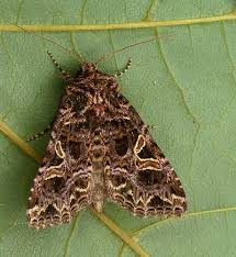 Attēlu rezultāti vaicājumam “Hadena rivularis”