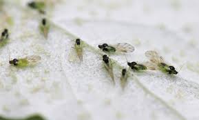 Attēlu rezultāti vaicājumam “Chaitophorus populeti”