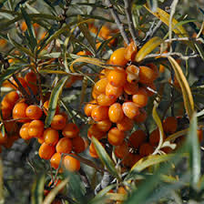 Attēlu rezultāti vaicājumam “Erysimum hieracifolium fruit”