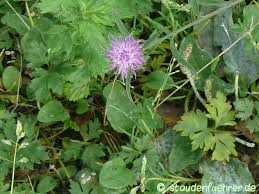 Attēlu rezultāti vaicājumam “Centaurea scabiosa leaf”