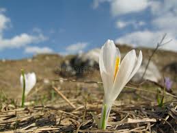 Attēlu rezultāti vaicājumam “Crocus vernus subsp. vernus flower”