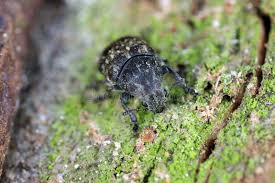 Attēlu rezultāti vaicājumam “Anthribus nebulosus”