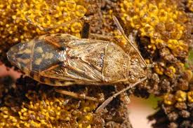 Attēlu rezultāti vaicājumam “Rhopalus maculatus”