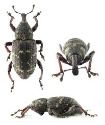 Attēlu rezultāti vaicājumam “Hylobius abietis”