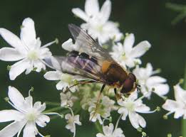 Attēlu rezultāti vaicājumam “Leucozona glaucia”