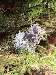 Attēlu rezultāti vaicājumam “Tilachlidium brachiatum”