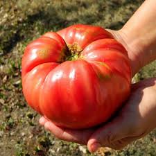 Afbeeldingsresultaat voor brandywine tomato