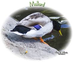 Attēlu rezultāti vaicājumam “Anas platyrhynchos eggs”