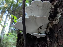 Attēlu rezultāti vaicājumam “Postia guttulata”