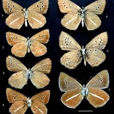 Attēlu rezultāti vaicājumam “Agrodiaetus damon underside”