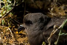 Image result for Oceanodroma castro