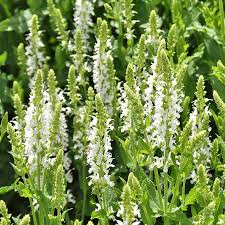 Image result for Salbei