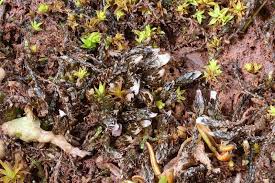 Attēlu rezultāti vaicājumam “Cephaloziella hampeana”