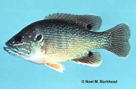 Image result for Lepomis cyanellus