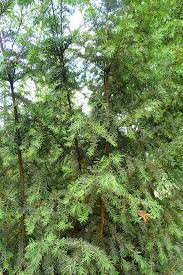 Attēlu rezultāti vaicājumam “Taxus wallichiana”