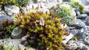 Attēlu rezultāti vaicājumam “Orthotrichum anomalum”