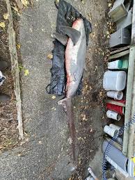 Image result for Alopias vulpinus