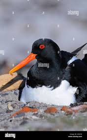 Attēlu rezultāti vaicājumam “Haematopus ostralegus adult”