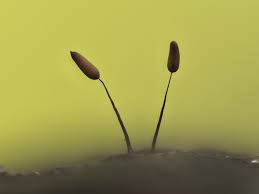 Attēlu rezultāti vaicājumam “Comatricha tenerrima”