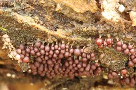 Attēlu rezultāti vaicājumam “Arcyria affinis spores”