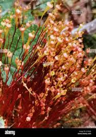 Attēlu rezultāti vaicājumam “Splachnum ampullaceum”