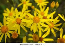 Attēlu rezultāti vaicājumam “Jacobaea vulgaris flower”