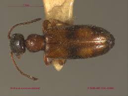 Attēlu rezultāti vaicājumam “Anthicidae”