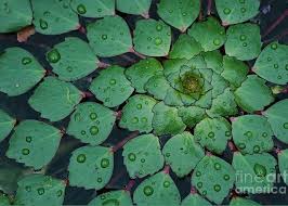 Attēlu rezultāti vaicājumam “Trapa natans”