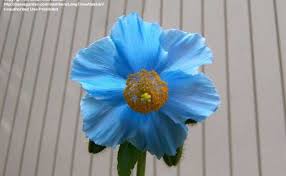 Image result for Meconopsis betonicifolia