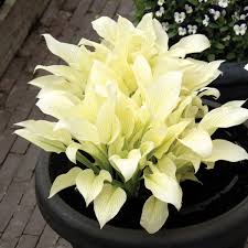 Image result for Hosta White Feather