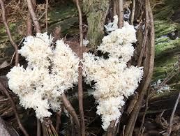 Attēlu rezultāti vaicājumam “Brefeldia maxima young”