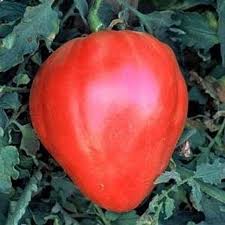 Afbeeldingsresultaat voor erdie family oxheart tomato