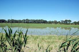 Image result for parque natural de camargue