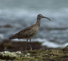 Attēlu rezultāti vaicājumam “Numenius phaeopus”