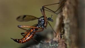 Attēlu rezultāti vaicājumam “Dictenidia bimaculata”